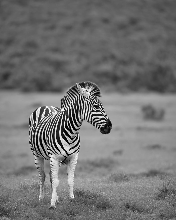 Wildlife and travel photography